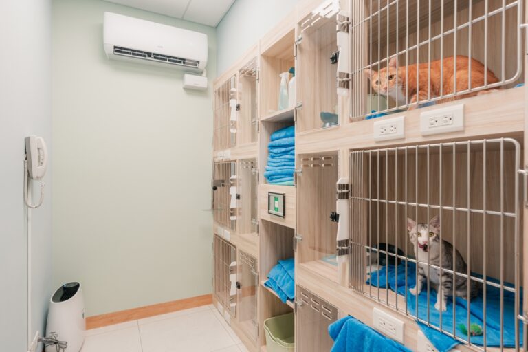 動物醫院貓貓住院部